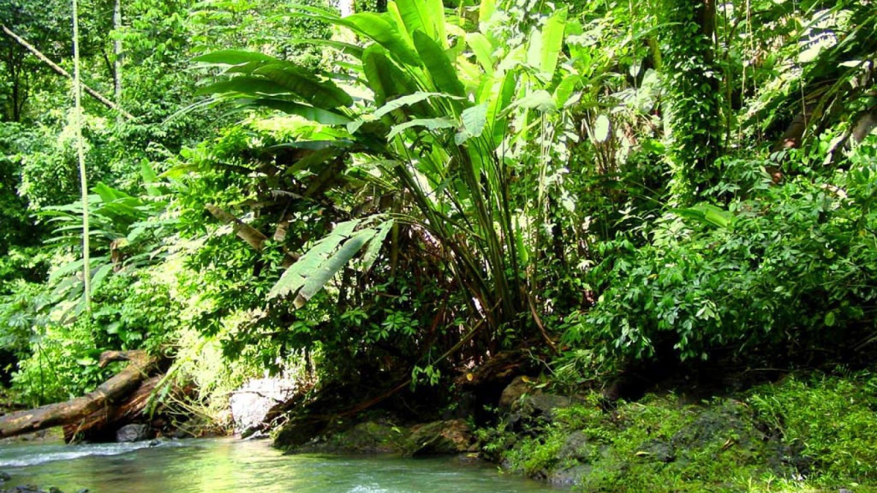 Джунгли Коста-Рика