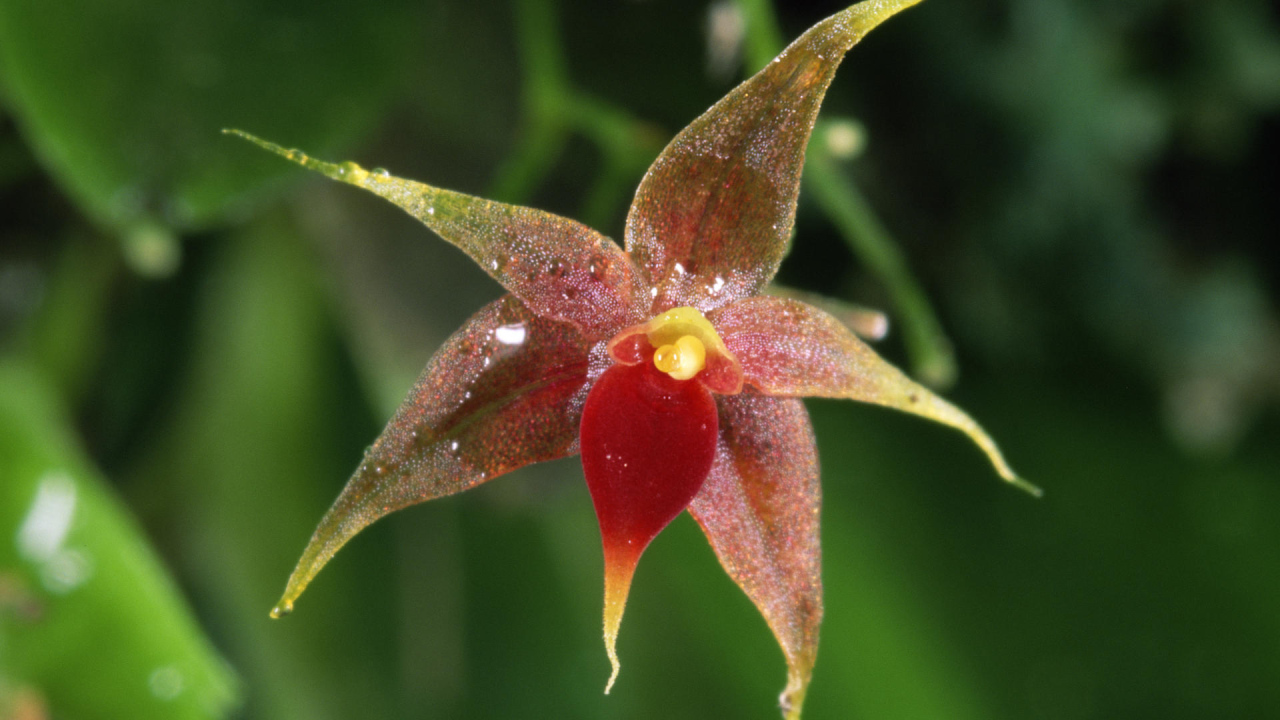 Орхидея в Коста-Рика