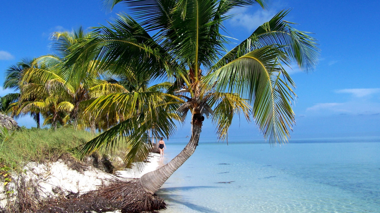 Пальма на пляже на курорте Кайо Гильермо, Куба