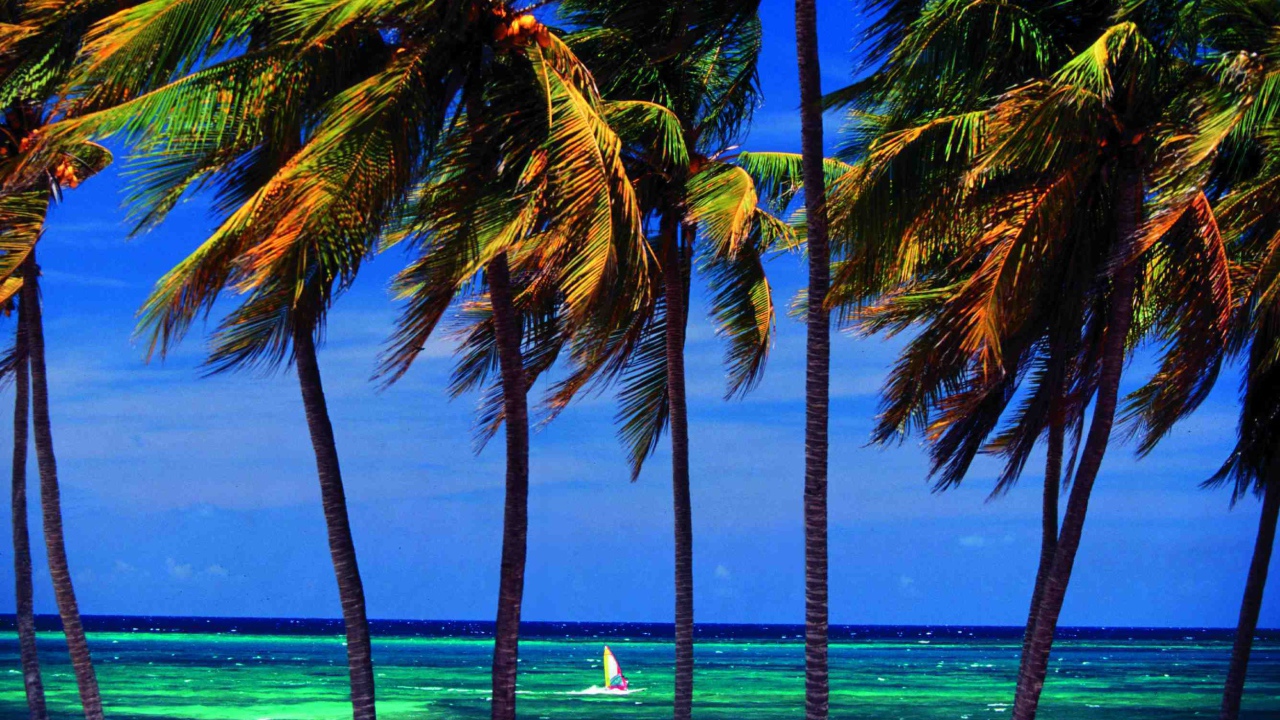 Пальмы на фоне моря на курорте Гуардалавака, Куба