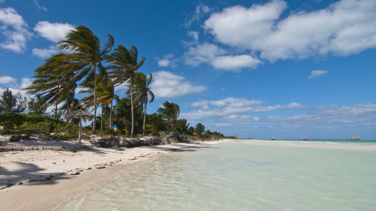 Пальмы на побережье на курорте Кайо Гильермо, Куба