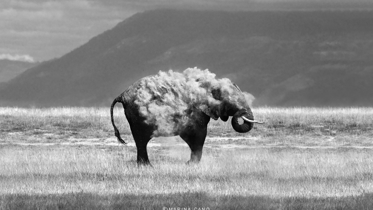 Фотография слон