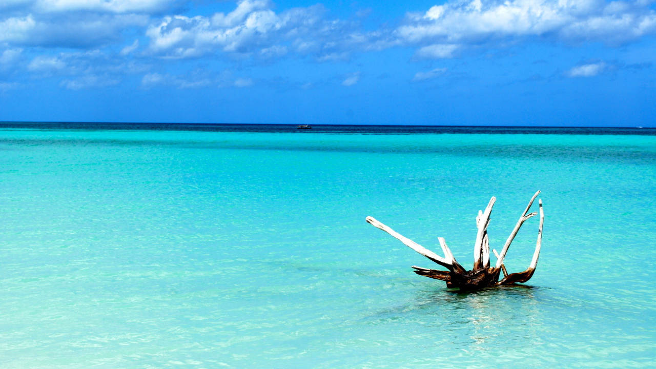 Коряга в воде на курорте Кайо Ларго, Куба