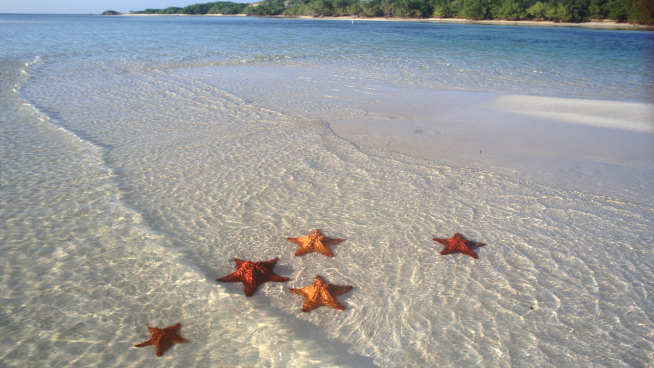 Морские звезды на пляже на курорте Кайо Гильермо, Куба