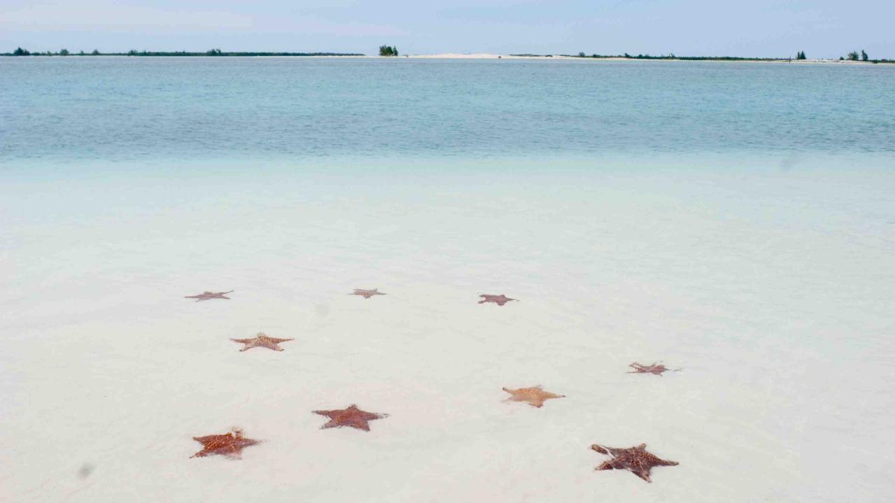 Морские звезды на пляже на курорте Кайо Ларго, Куба