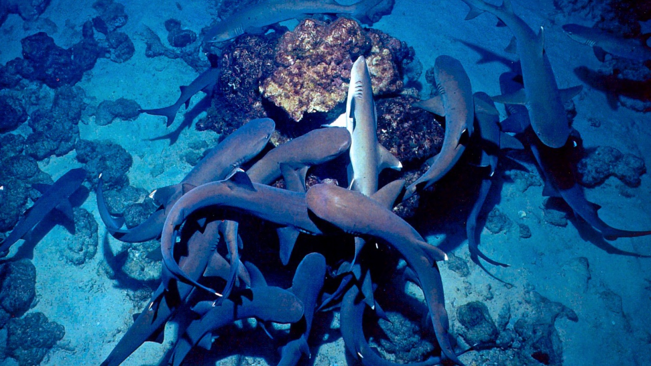 Белый Риф Коста-Рика