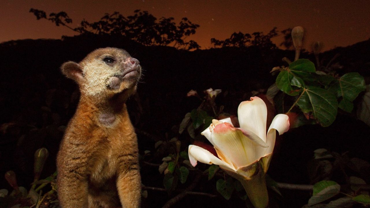 Великолепное Панама