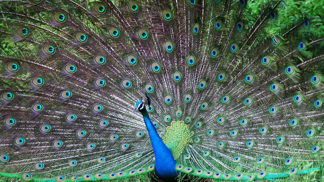 Завораживающое Панама