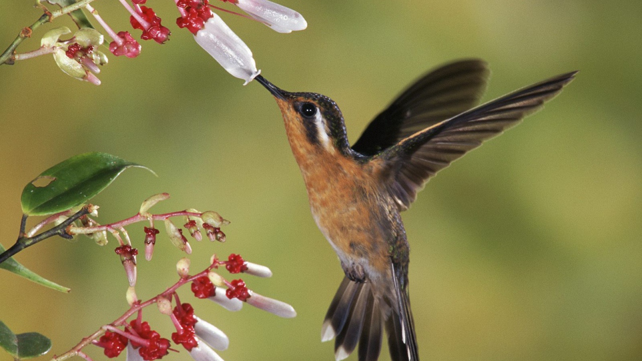 Восхитительное Коста-Рика