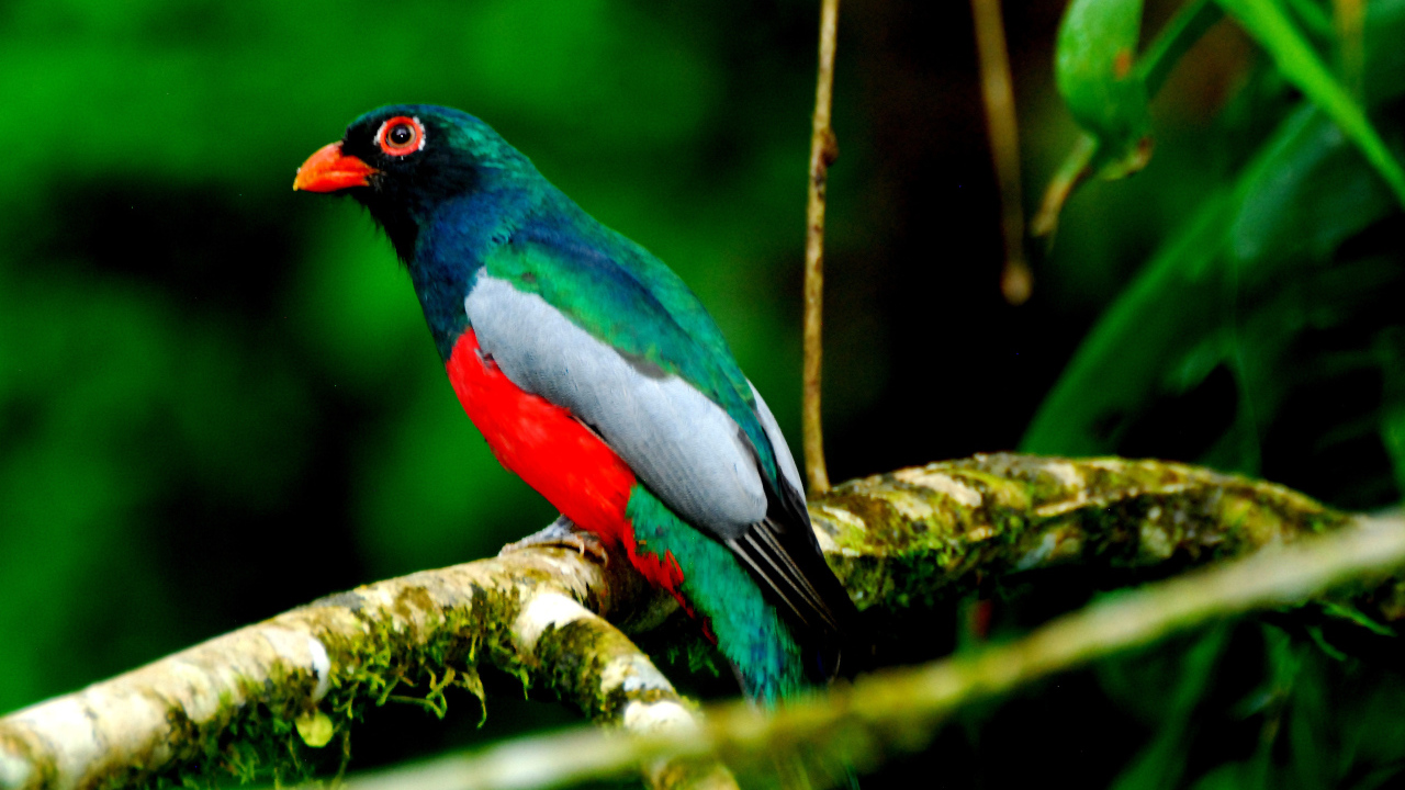 Захватывающие дух страна Коста-Рика