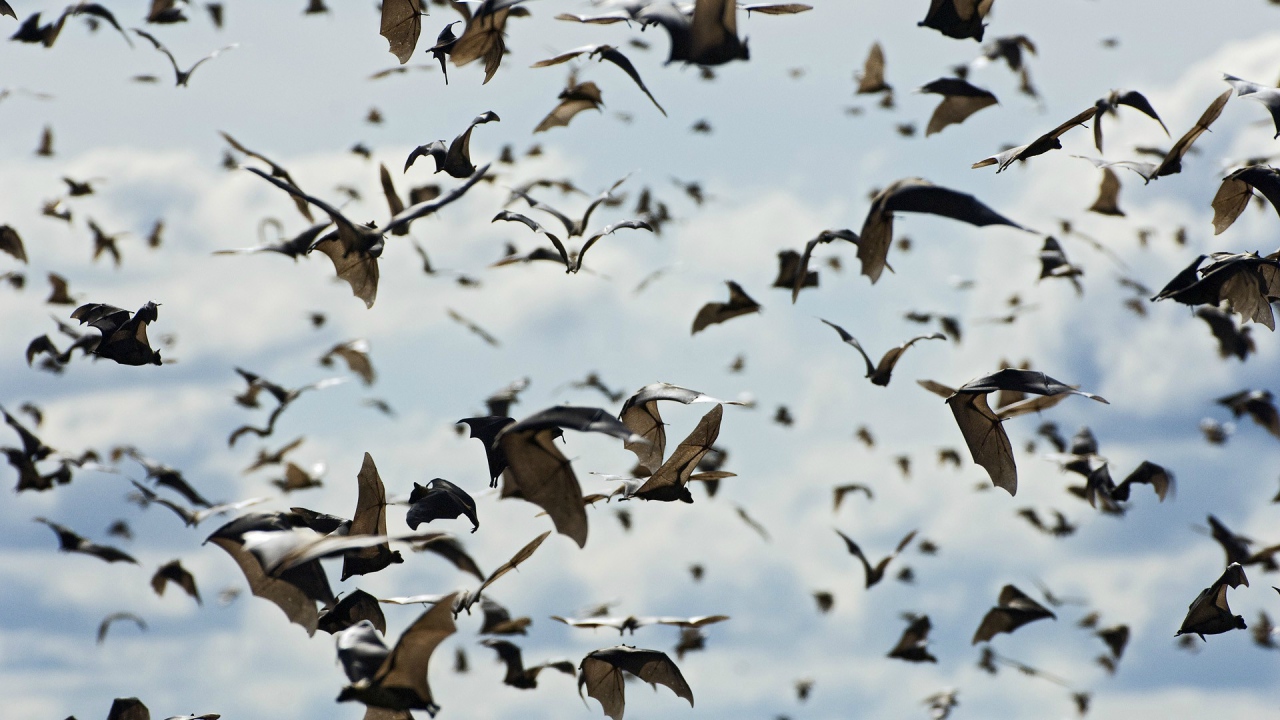 A flock of bats