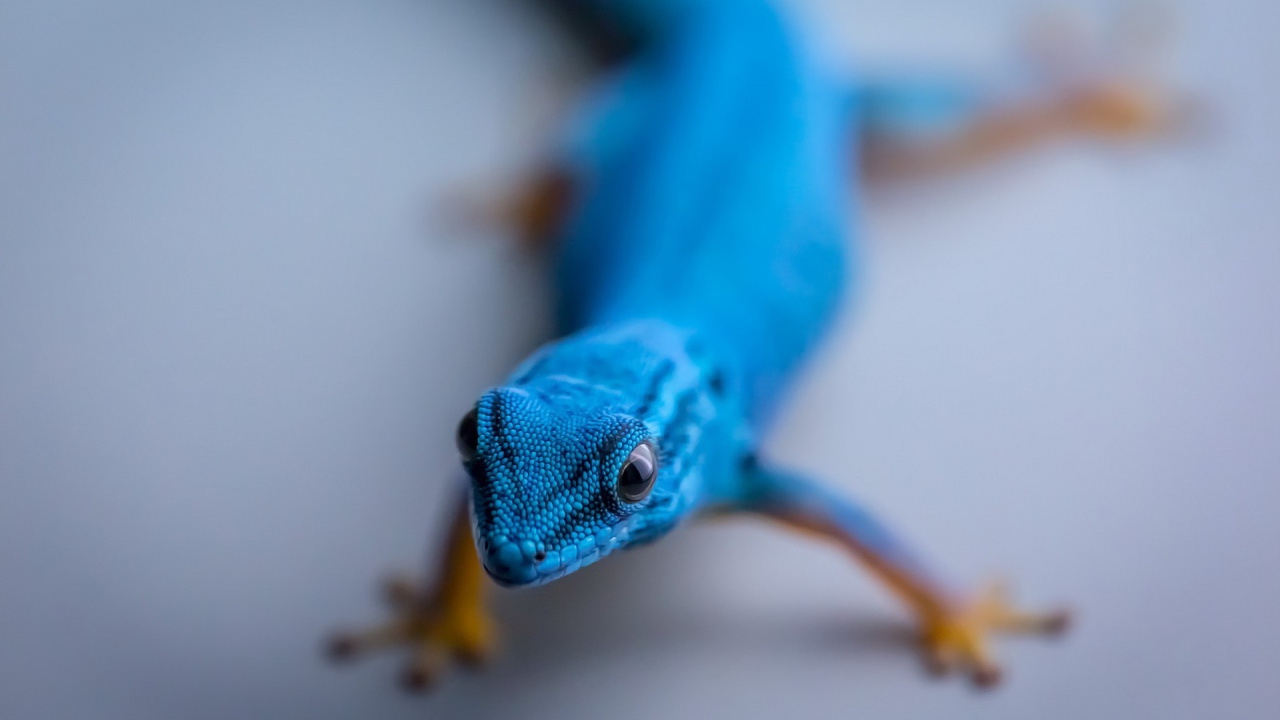 Синий геккон на сером фоне