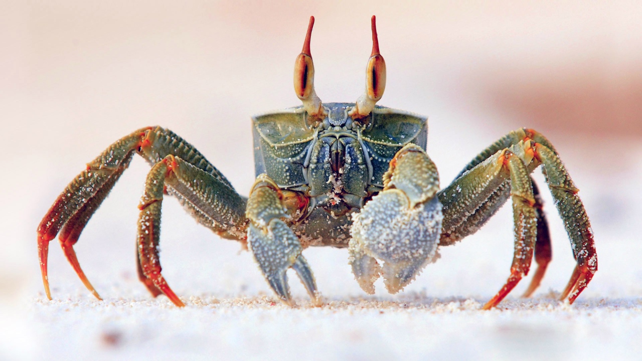 Краб идет по песку