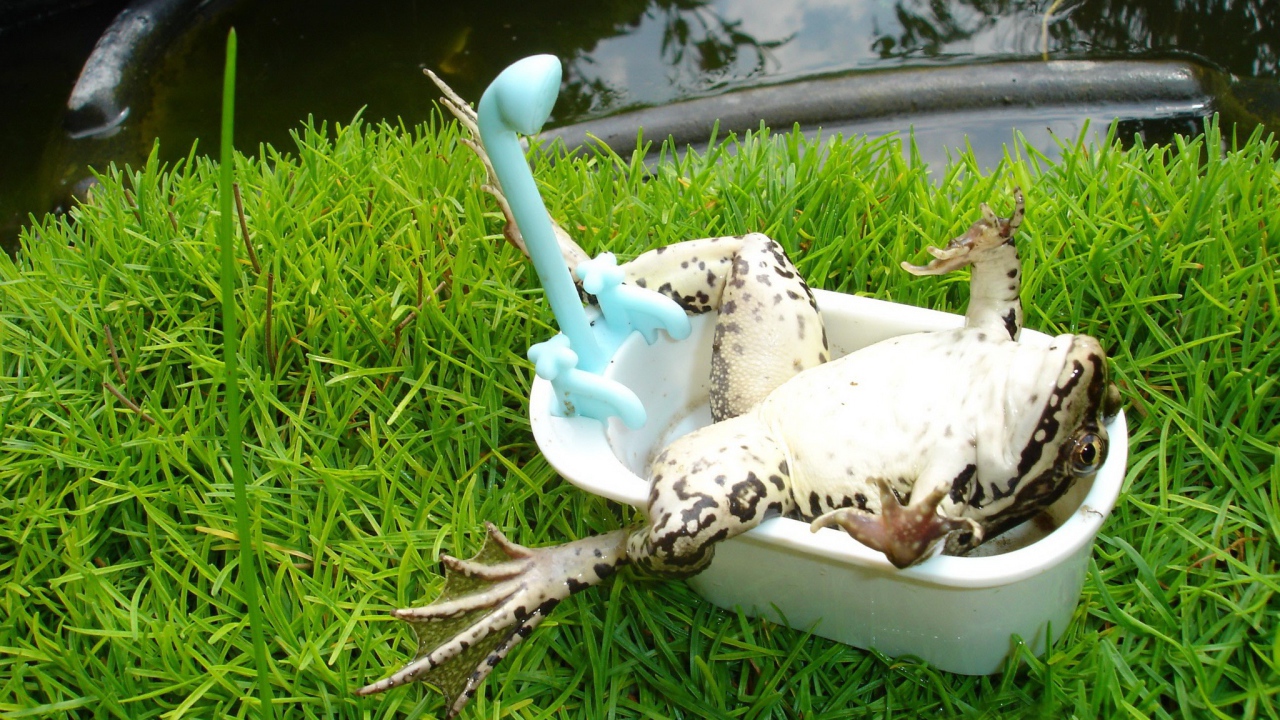 Лягушка лежит в ванной