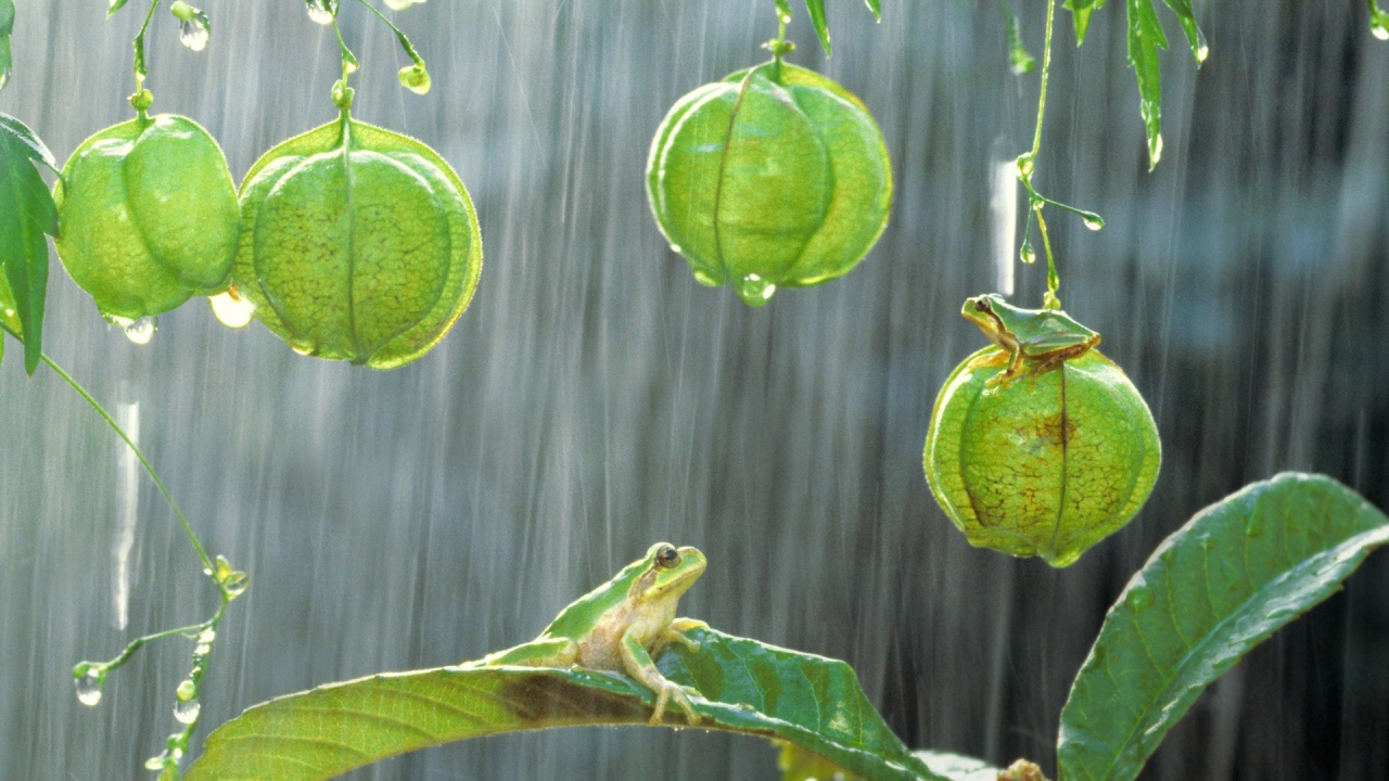 Лягушки на растениях под дождем