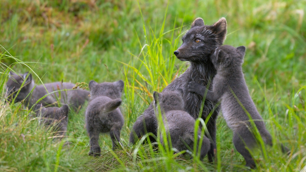 Забавные зверьки играют в траве