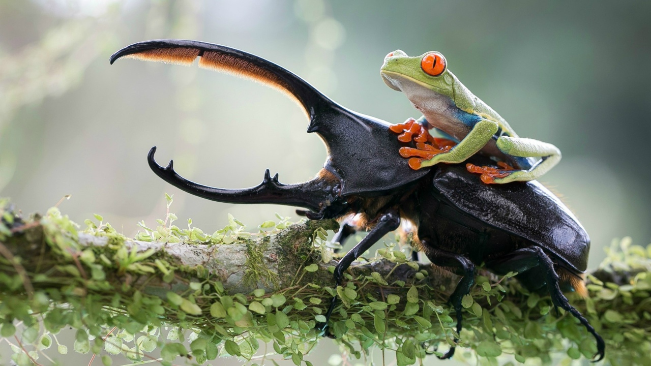 Лягушка оседлала рогатого жука