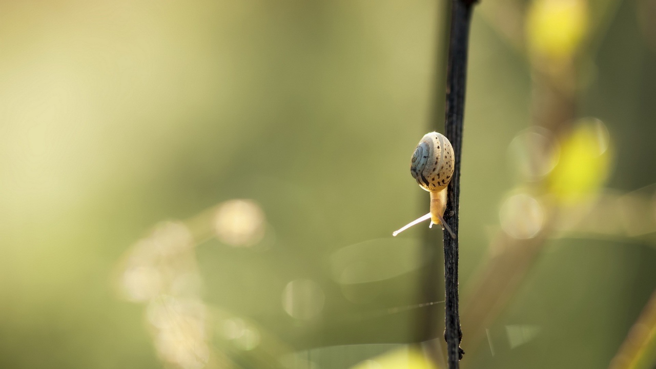 Маленькая улитка ползет вниз по черной ветке