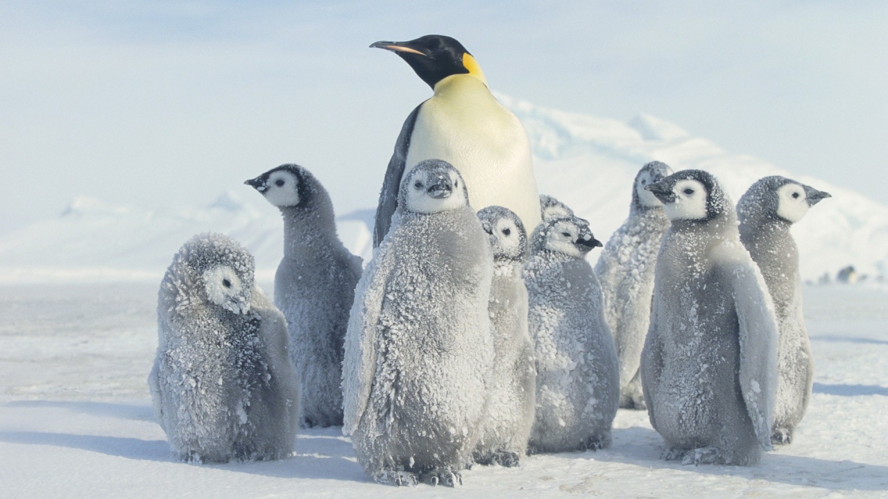 Mama Penguin with brood