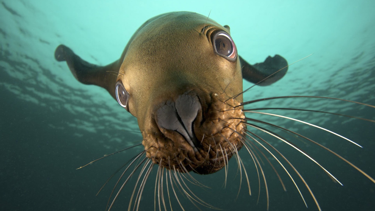 Усатый морж под водой