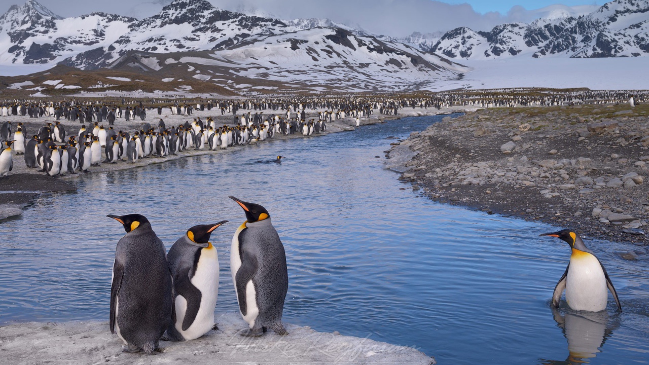 Пингвин стоит по пояс в воде
