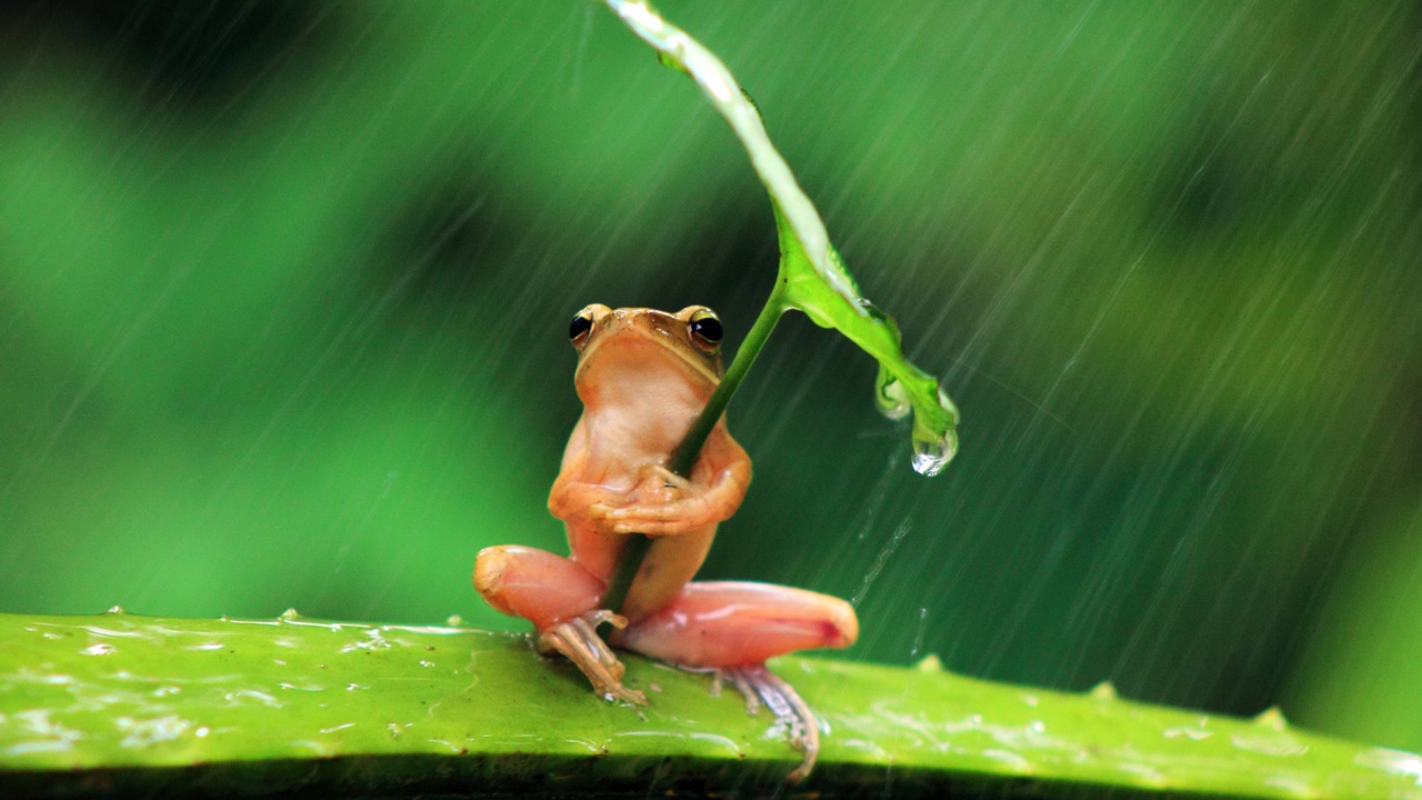 Розовая лягушка прикрылась листом от дождя