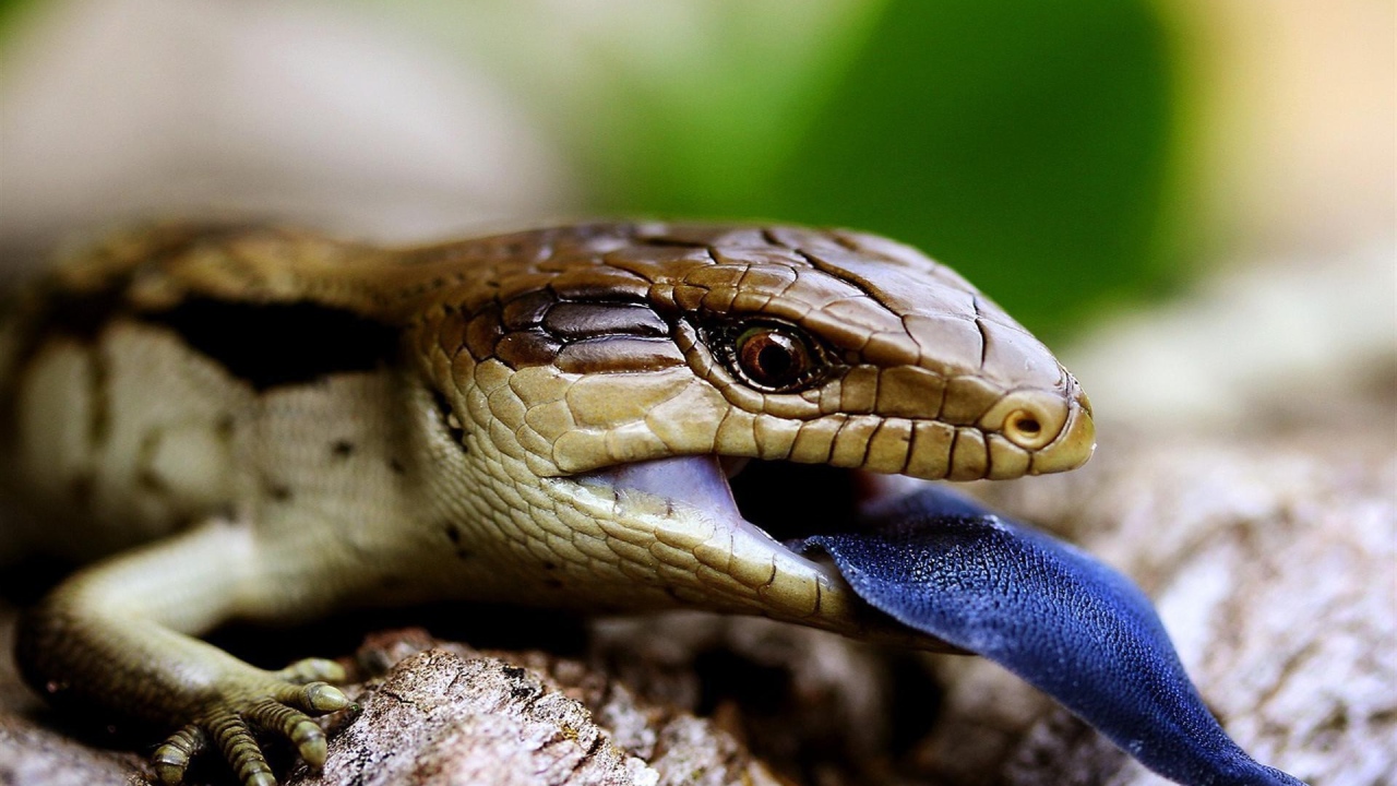 Рептилия с синим языком