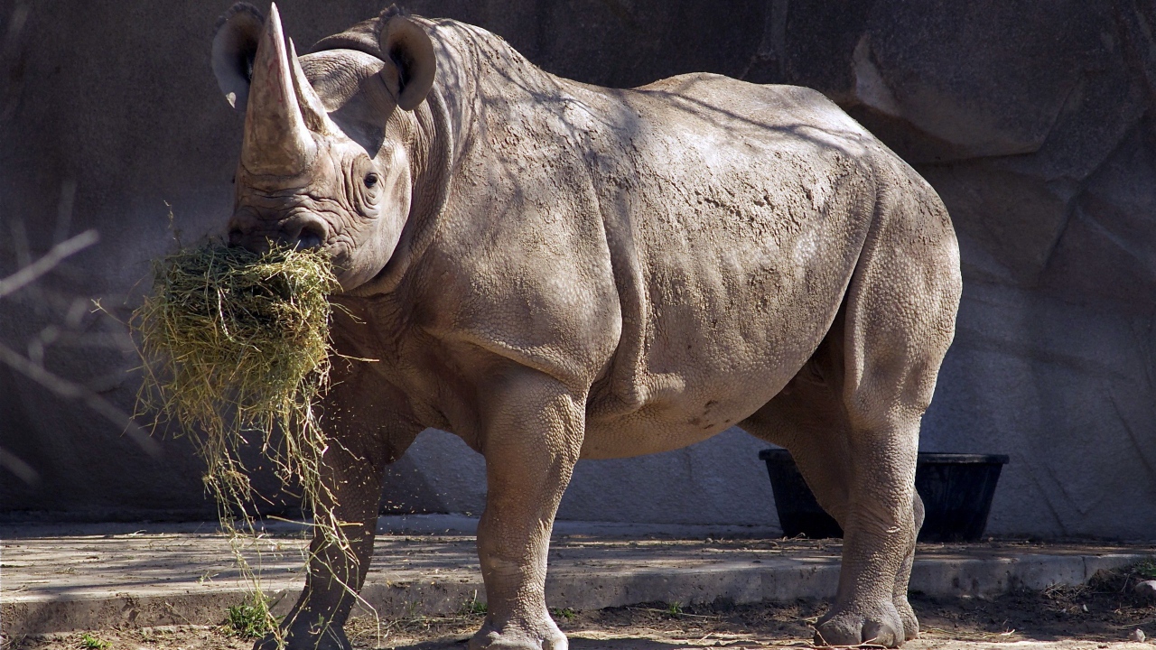 Носорог ест сено