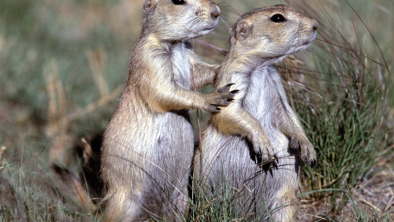 Два сурка в поле
