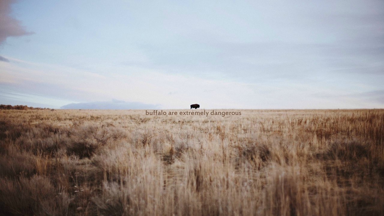 Дикий буйвол очень опасен