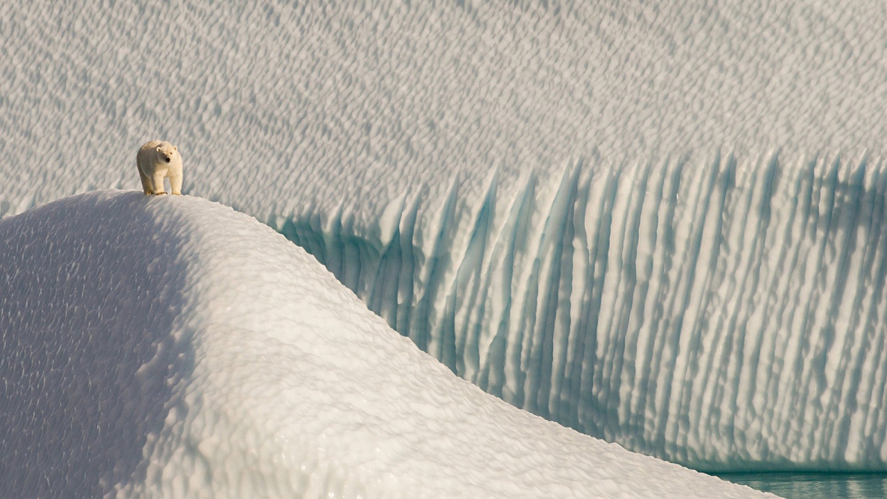 Полярный медведь в снежной пустыне