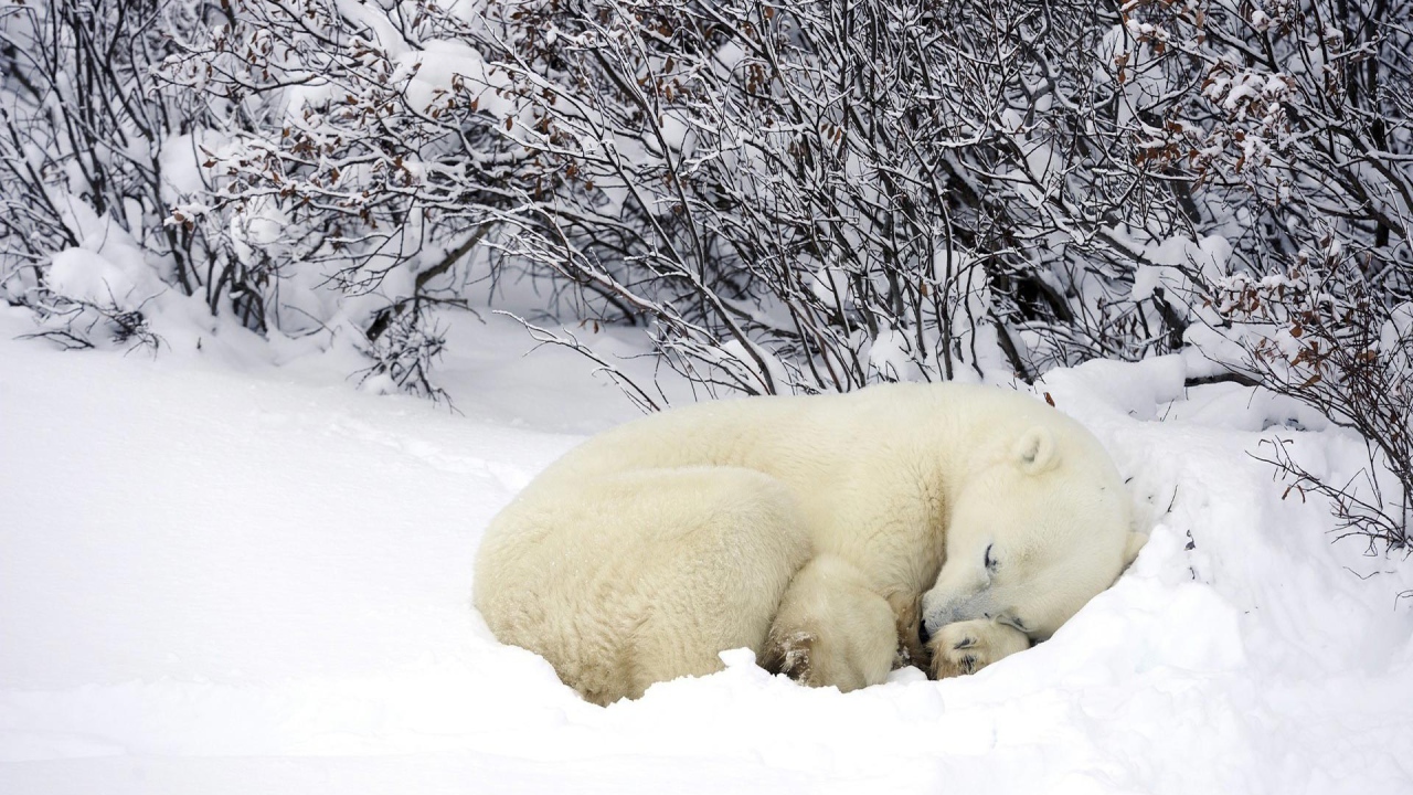 Белый медведь спит в снегу