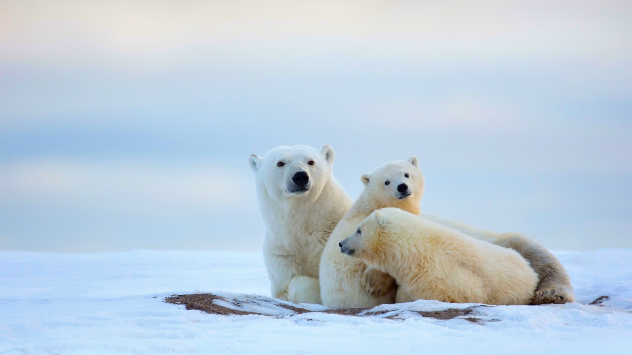 Полярные мишки на снегу