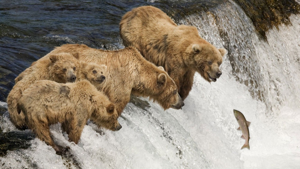 Семья медведей ловит рыбу во время нереста