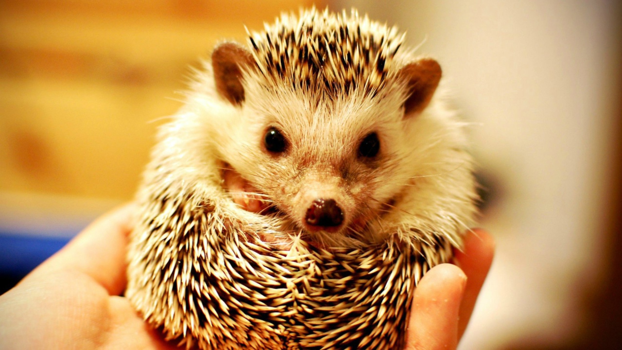 Милый ёжик в руке