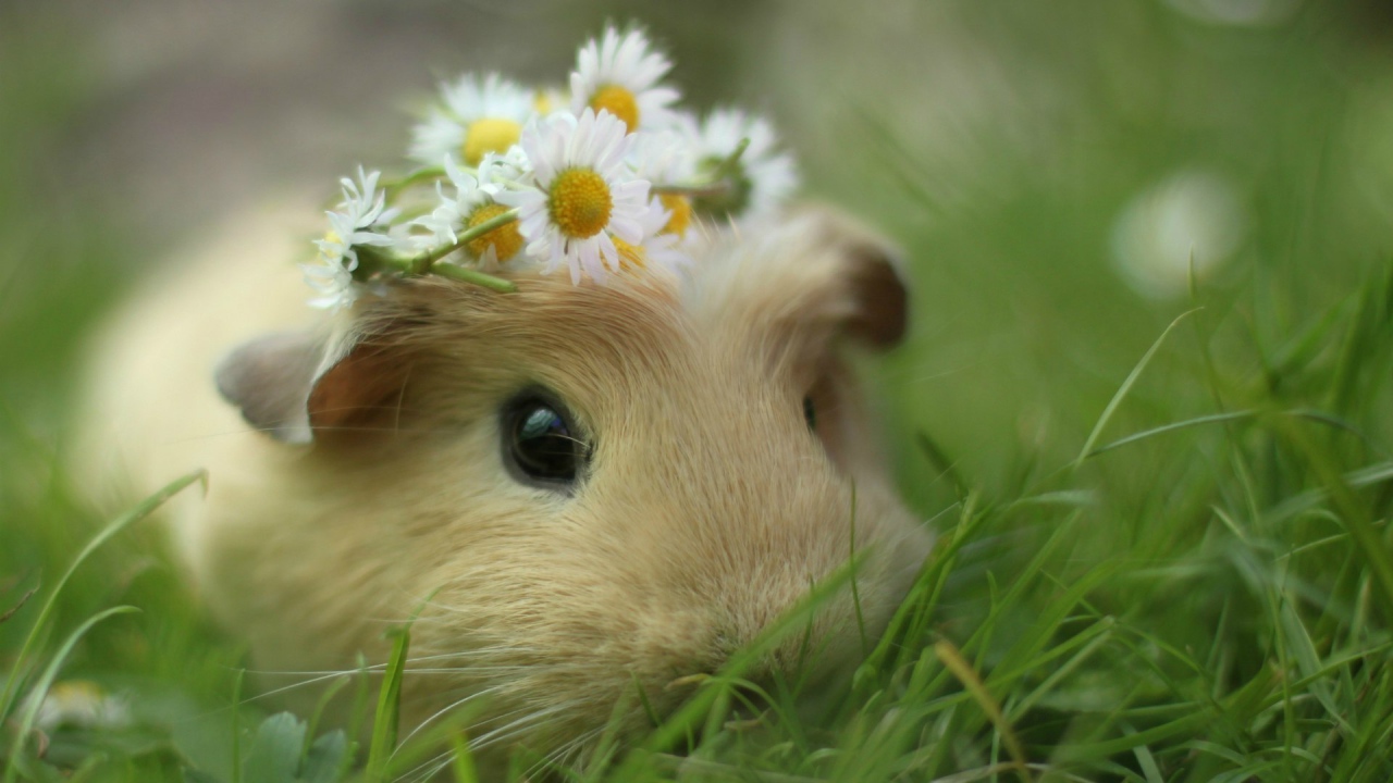 Морская свинка в траве