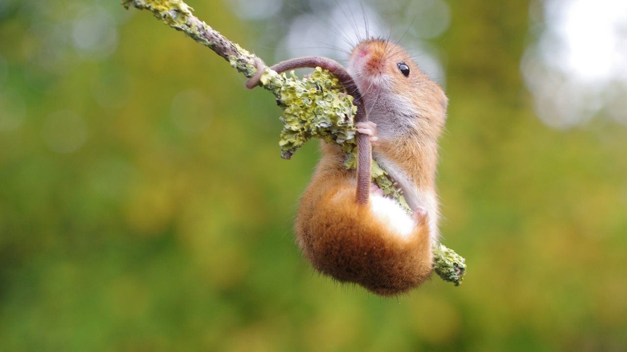 Хомяк повис на ветке