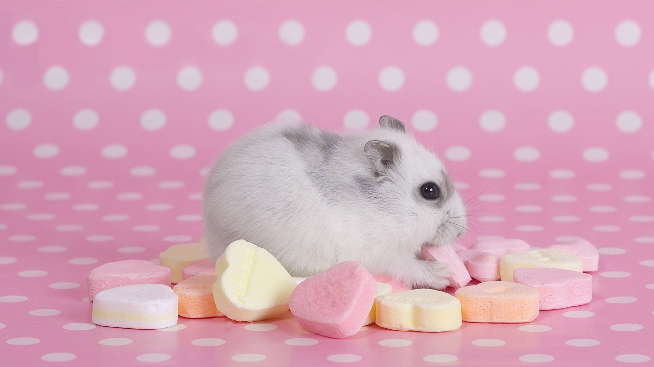 Хомячок со сладостями