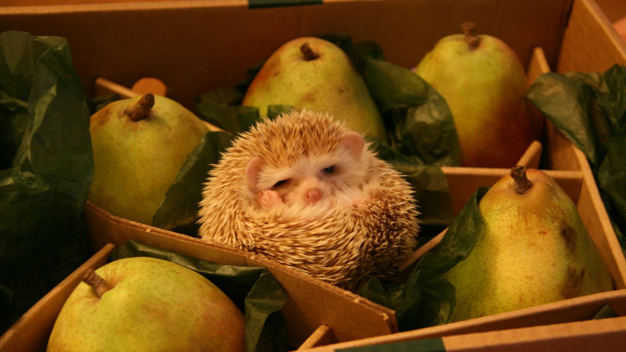 Ёж среди груш