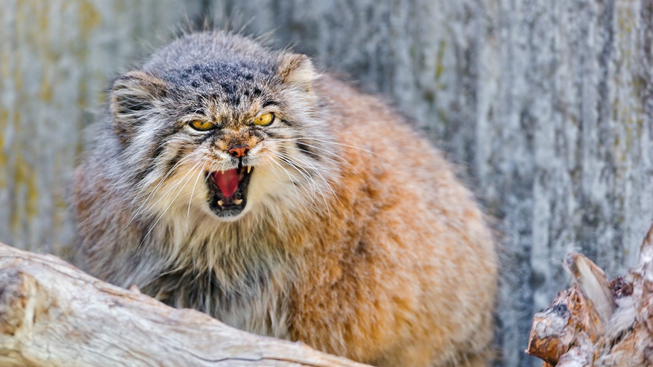 Манул в ярости