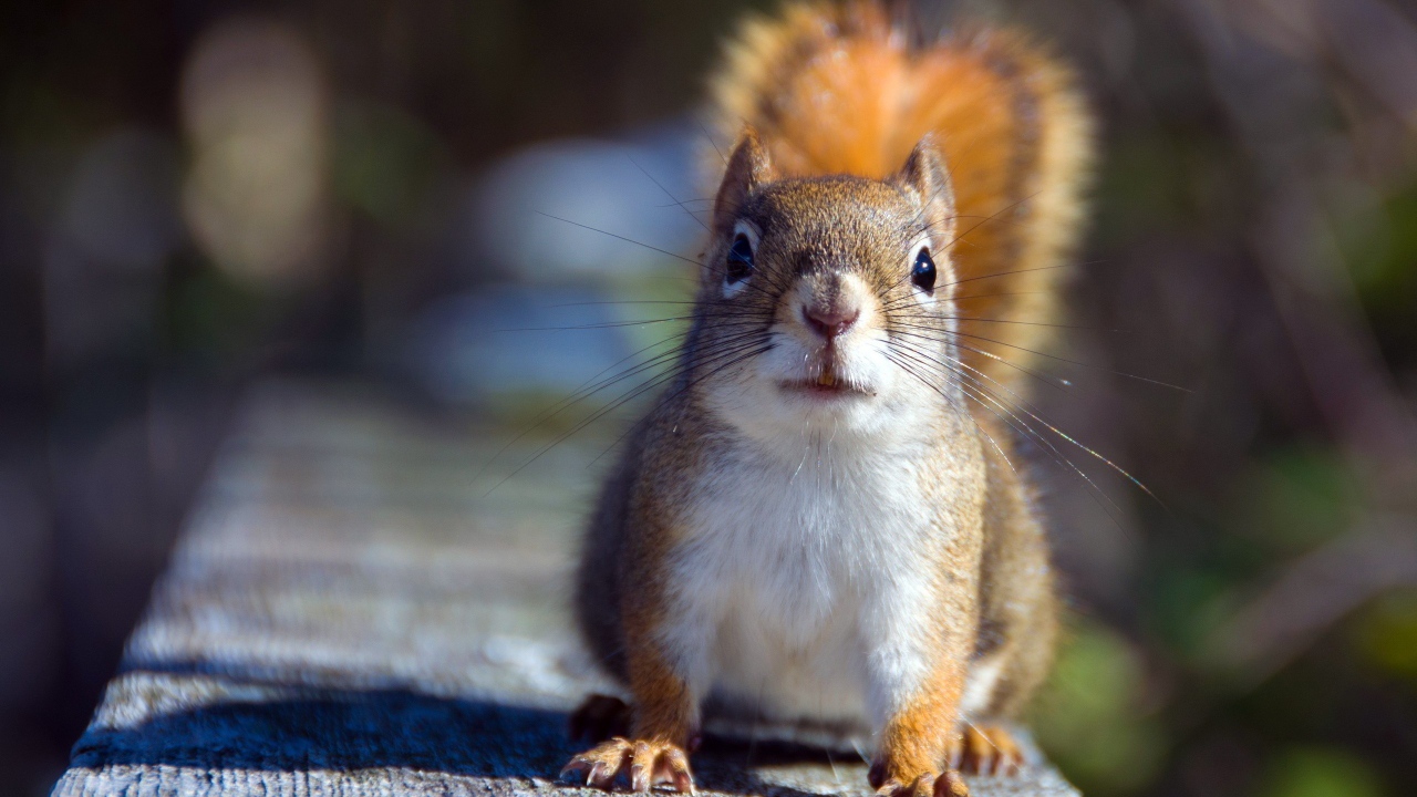 Белочка на доске