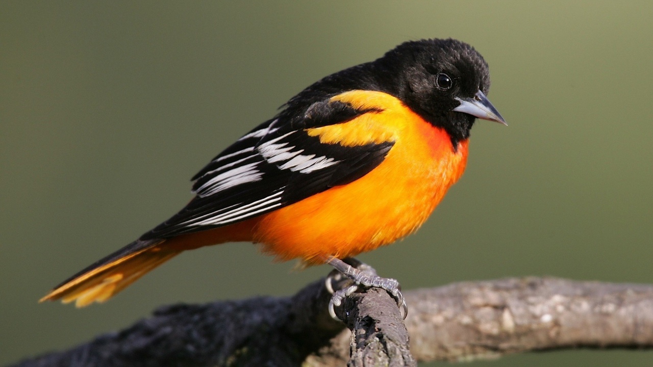 Птица с оранжевой грудкой и черным хвостом