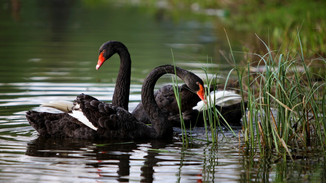 Пара черных лебедей в камышах у берега