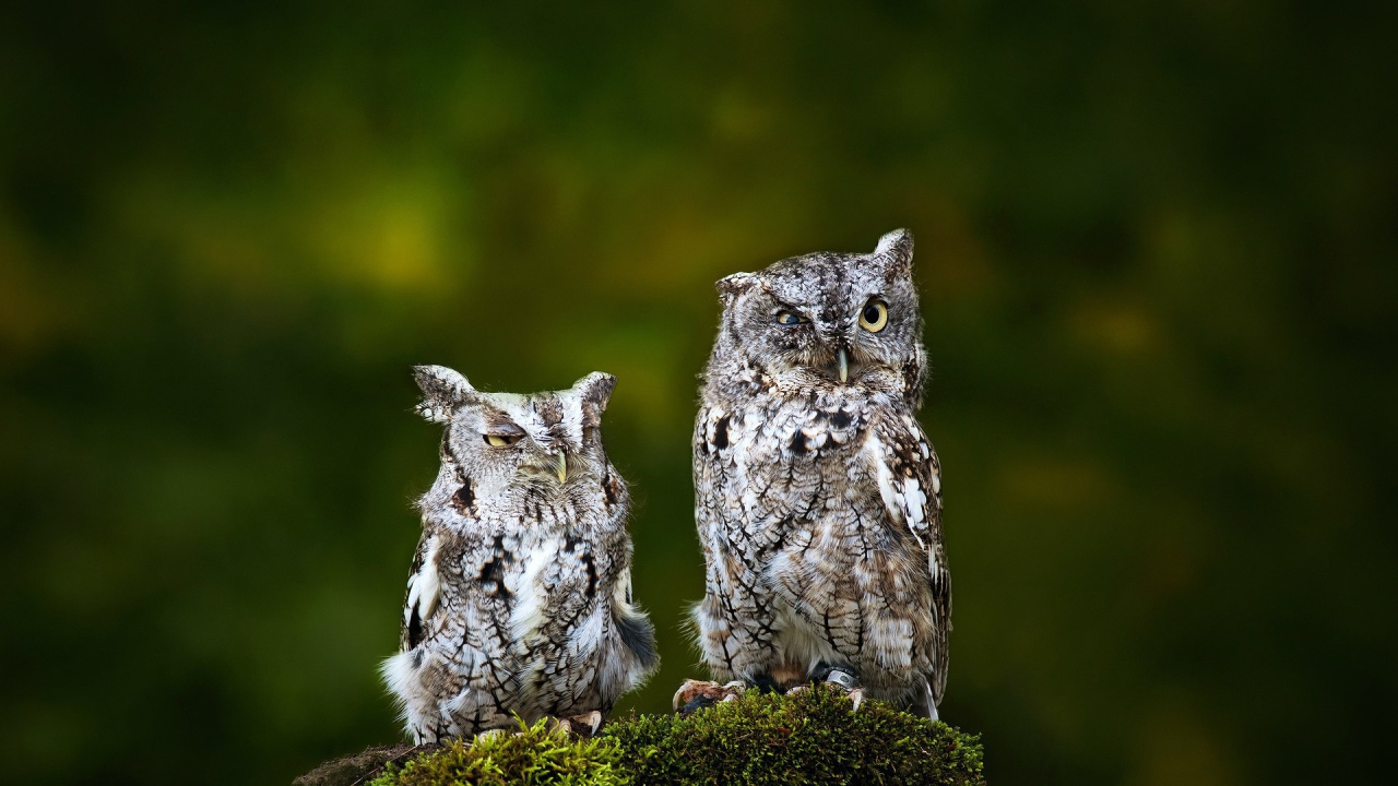 Пара взлохмаченных сов