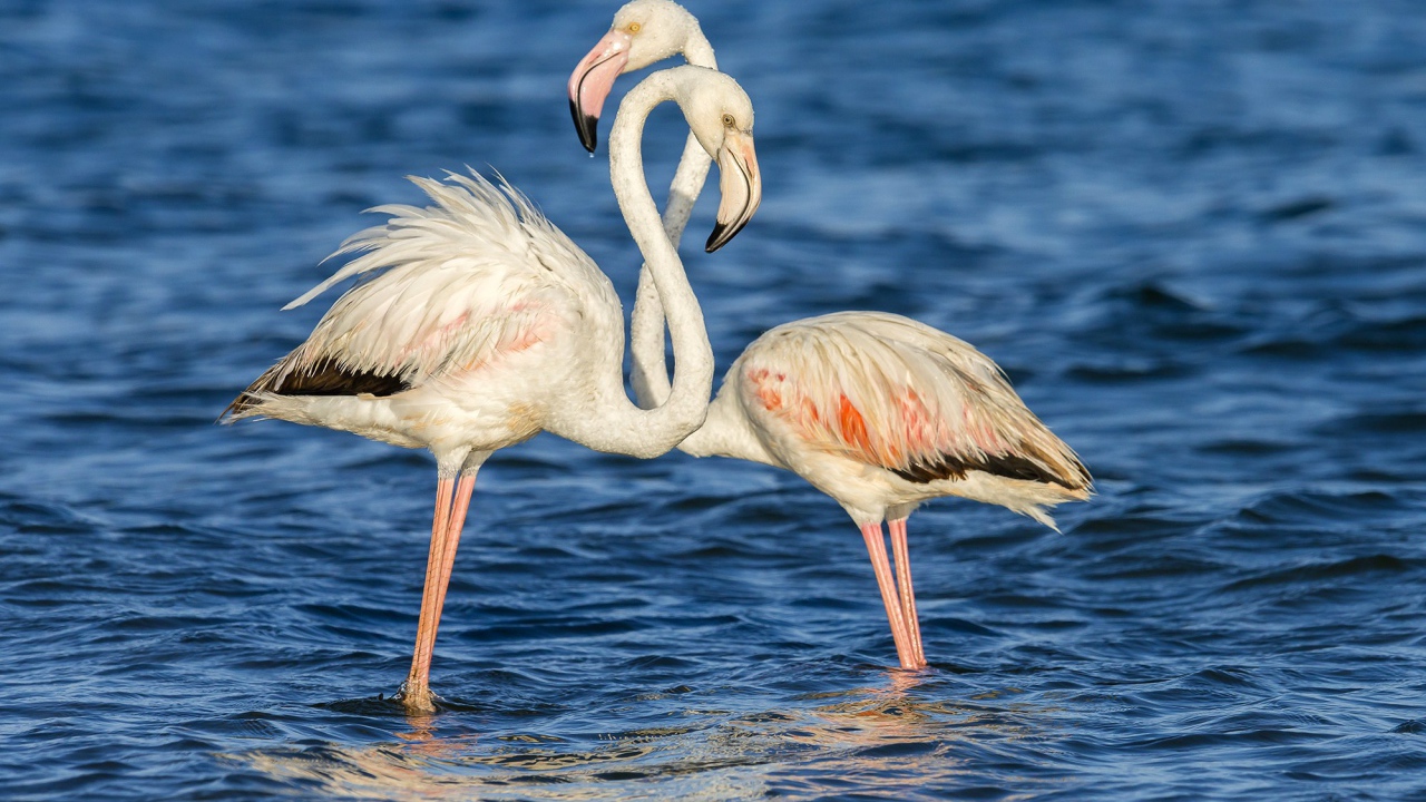 Пара фламинго стоят в воде