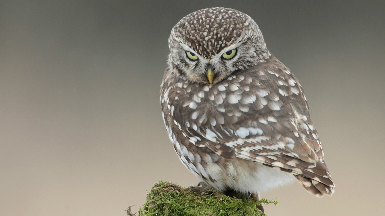 Красивая и серьёзная сова