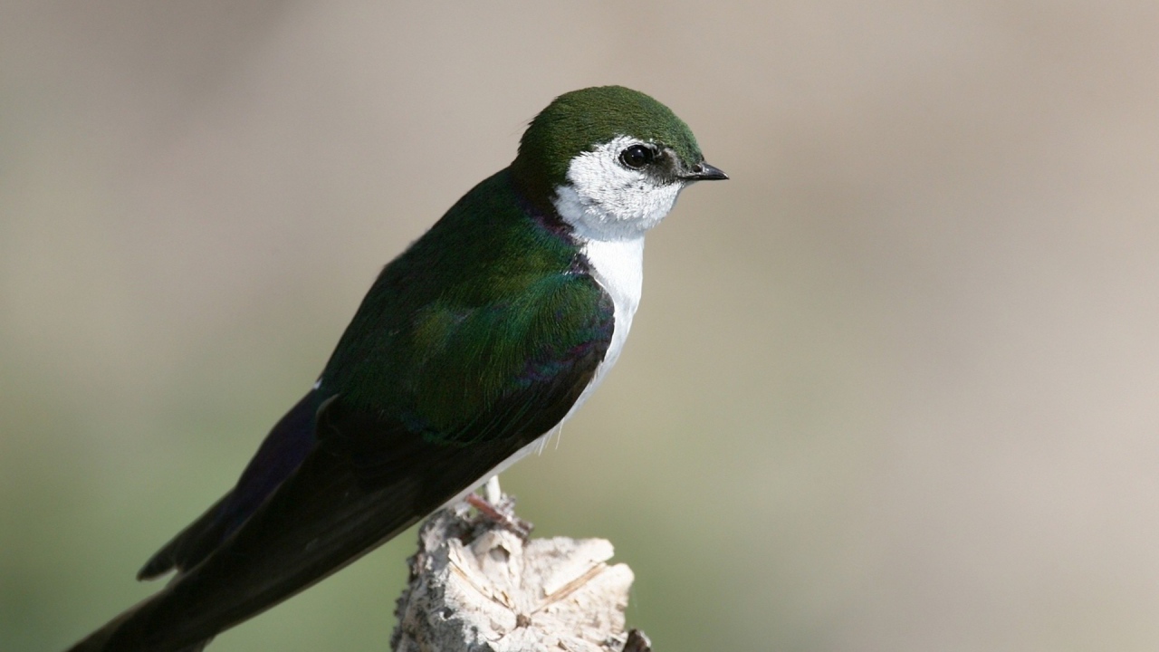 Красивая темно зеленая птица