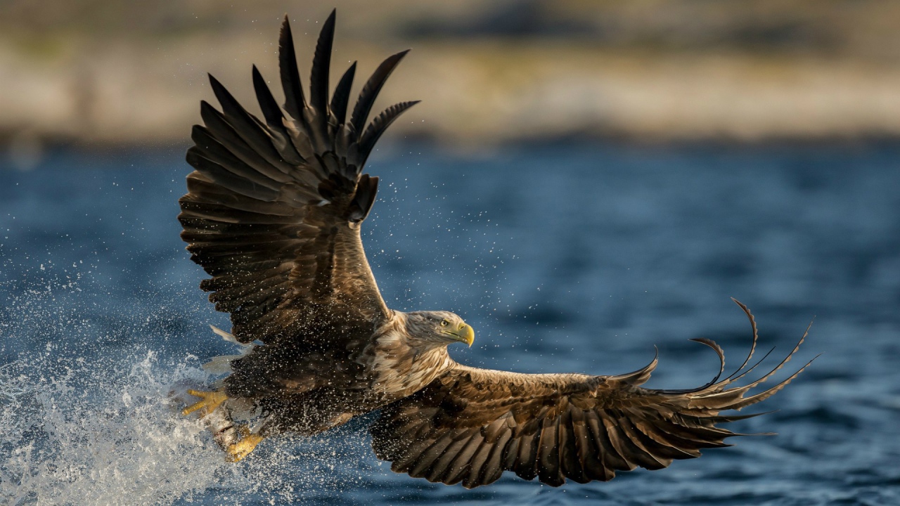 Птица Орлан-белохвост