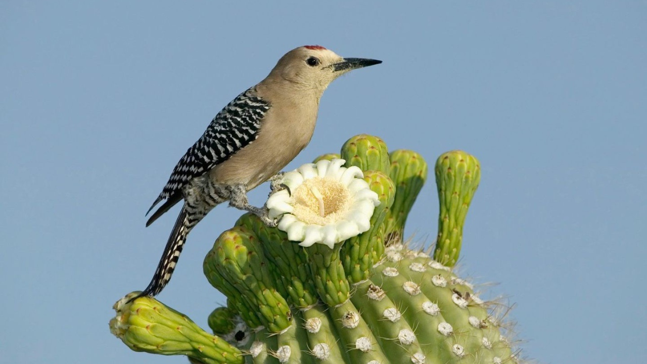 Птица на цветущем кактусе
