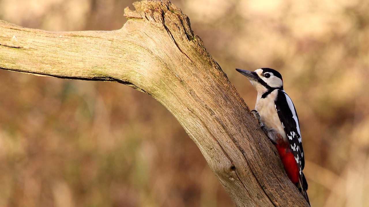 Птица с красными перьями на сухой коряге